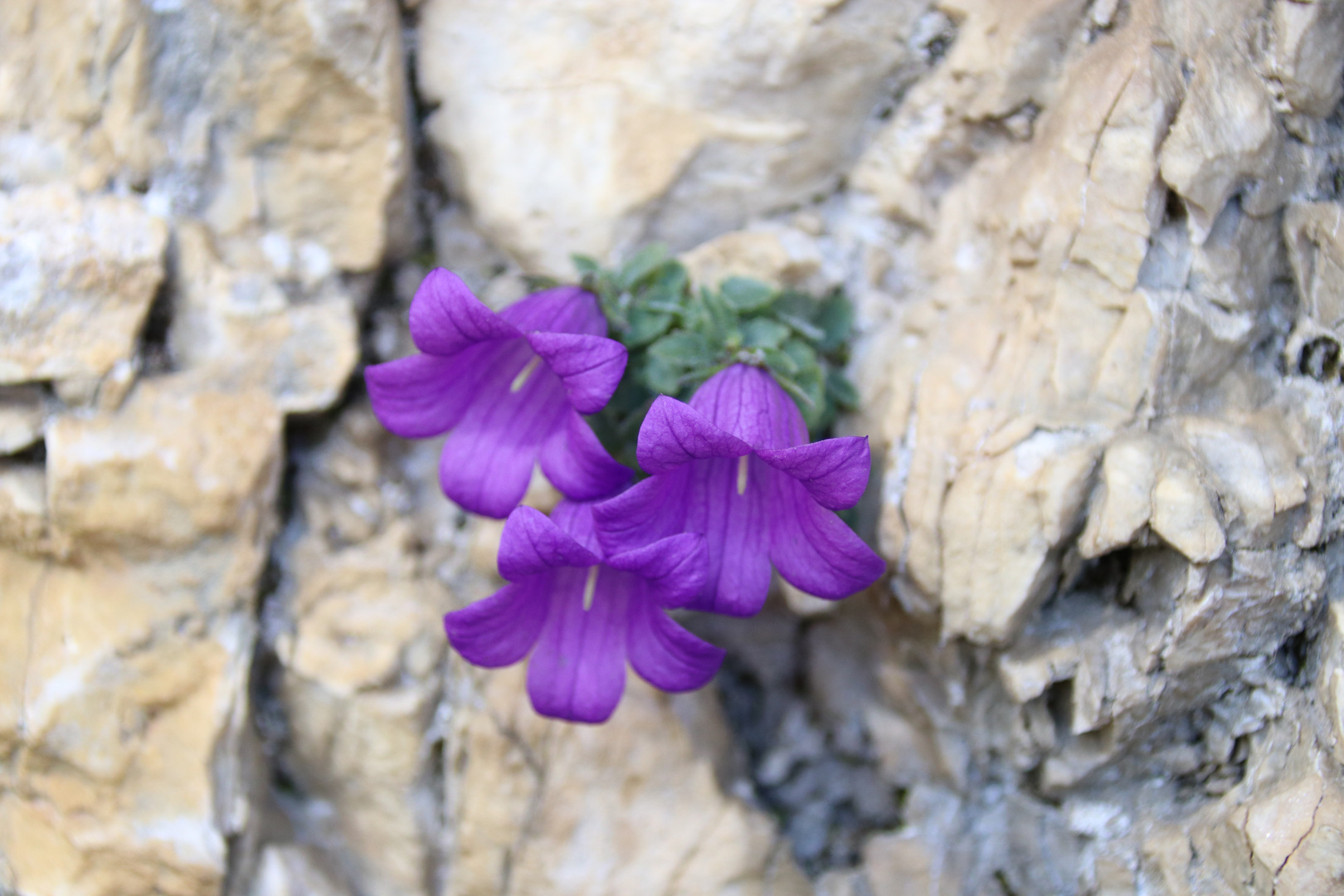 Dolomiten-Glockenblume