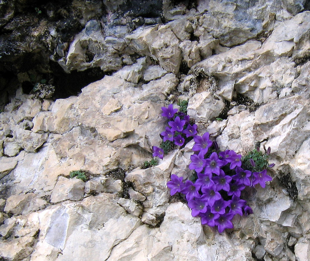 Dolomiten-Glockenblume (Campanula morettiana)