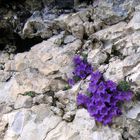 Dolomiten-Glockenblume (Campanula morettiana)