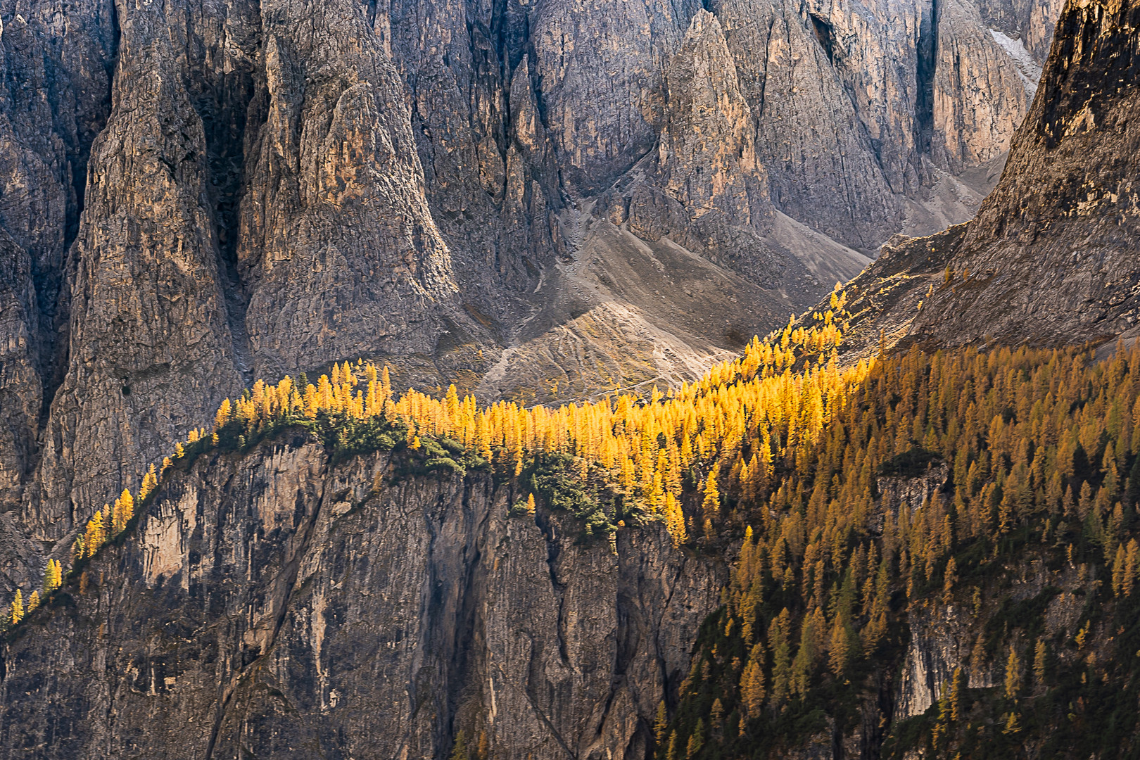 Dolomiten ... Lärchen auf einem Berg-Plateau 