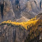 Dolomiten ... Lärchen auf einem Berg-Plateau 