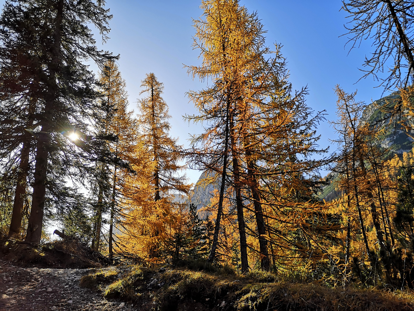 Dolomiten: Lärchen im Herbst