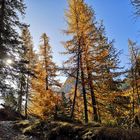 Dolomiten: Lärchen im Herbst