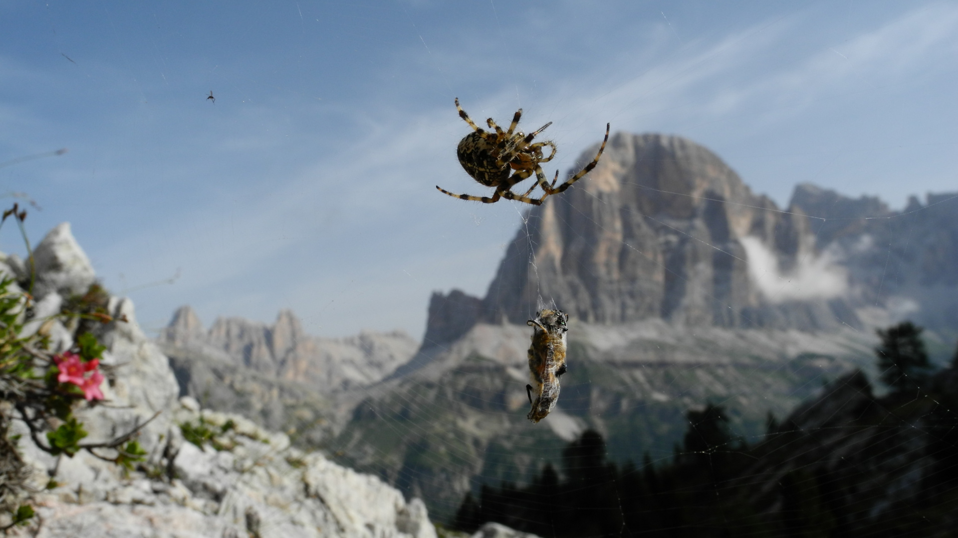 Dolomiten-Spinnerei