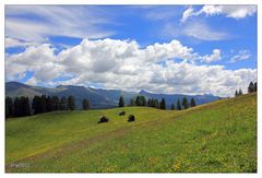 DOLOMITEN WIESE