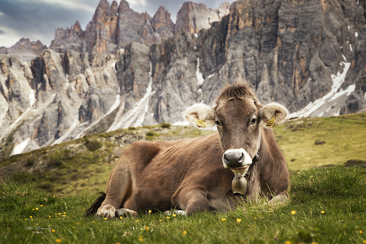 ...Dolomitenmodel...