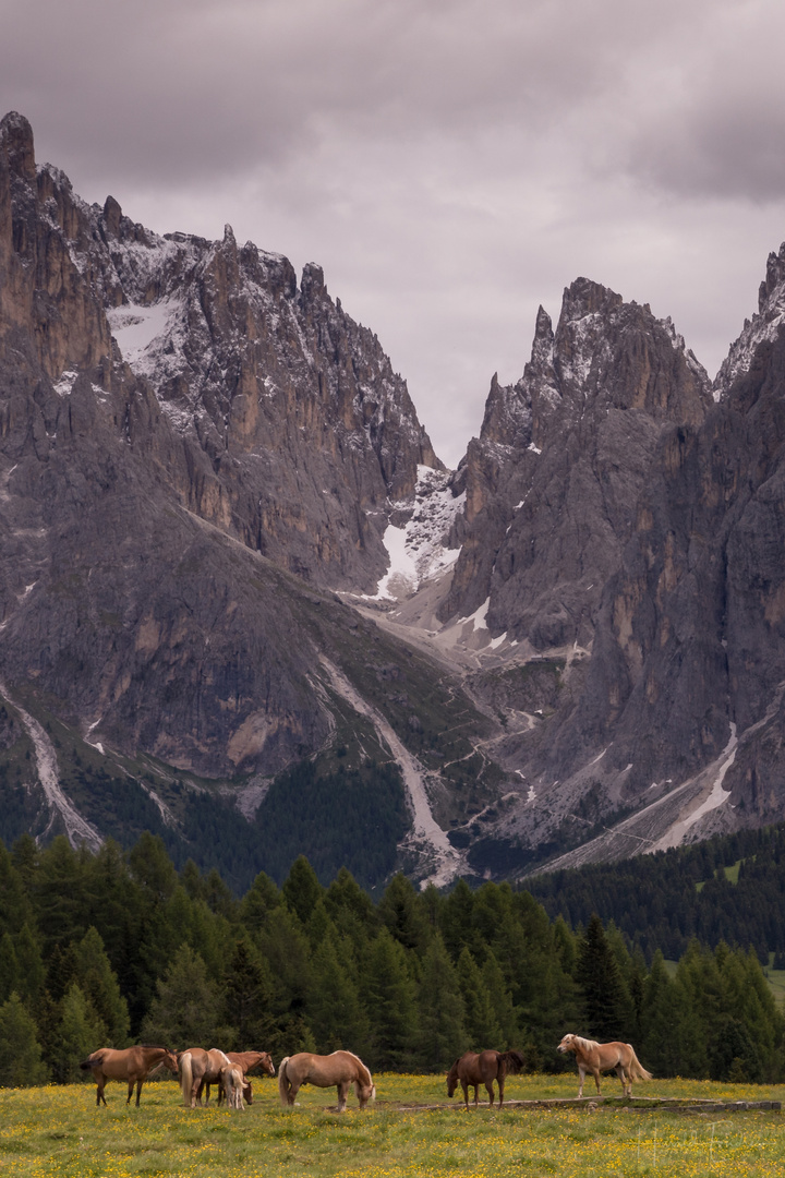 Dolomitenpferde