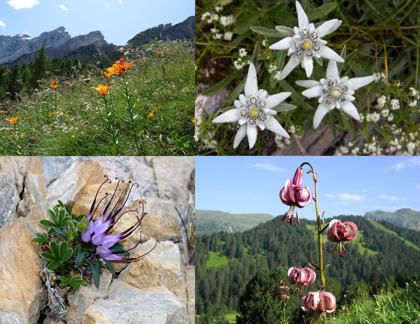 Dolomitenzauber