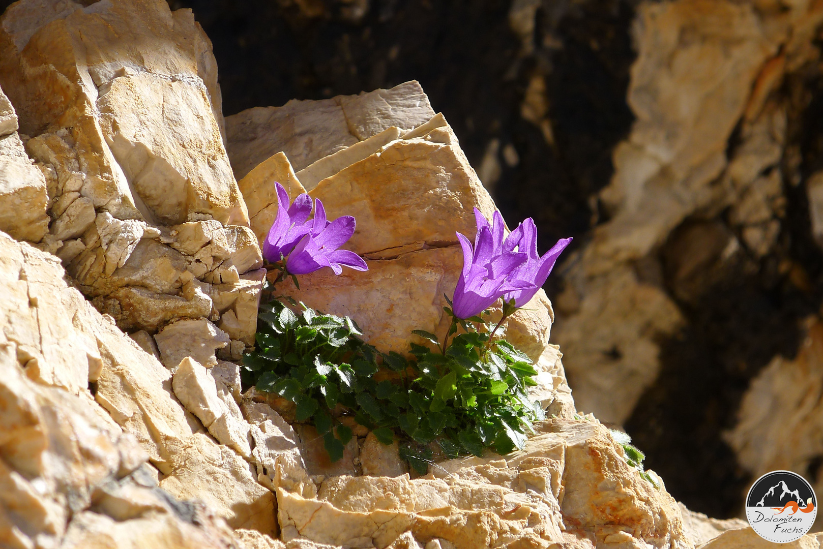 Dolomites-a marvellous endemic flower