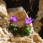 Dolomites-a marvellous endemic flower