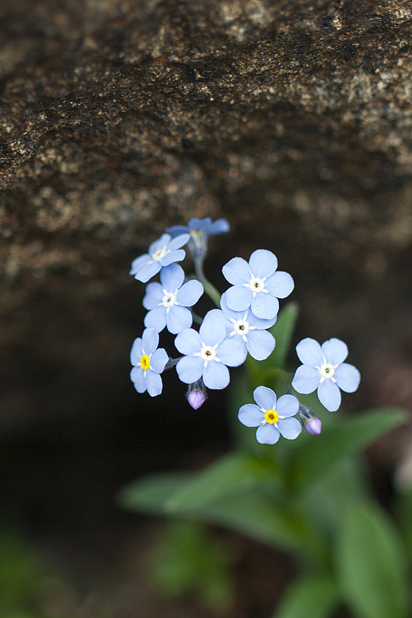 Dolomites Flower