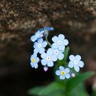 Dolomites Flower