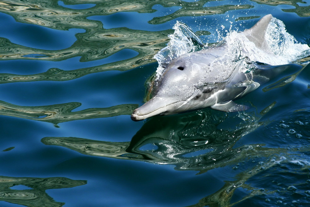 Dolphin