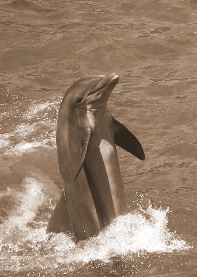 Dolphin