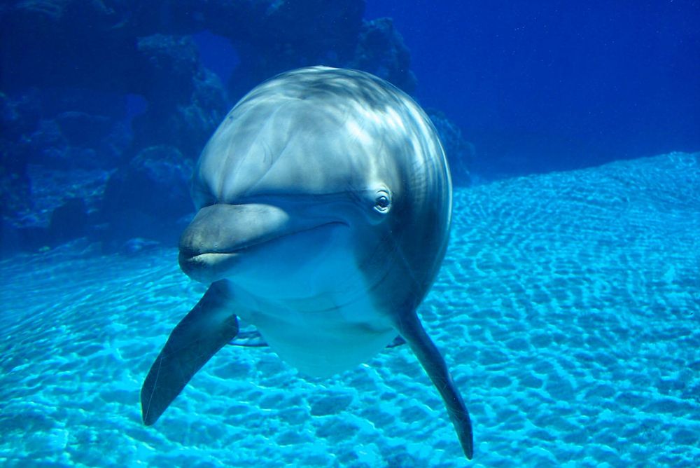 Dolphin alone