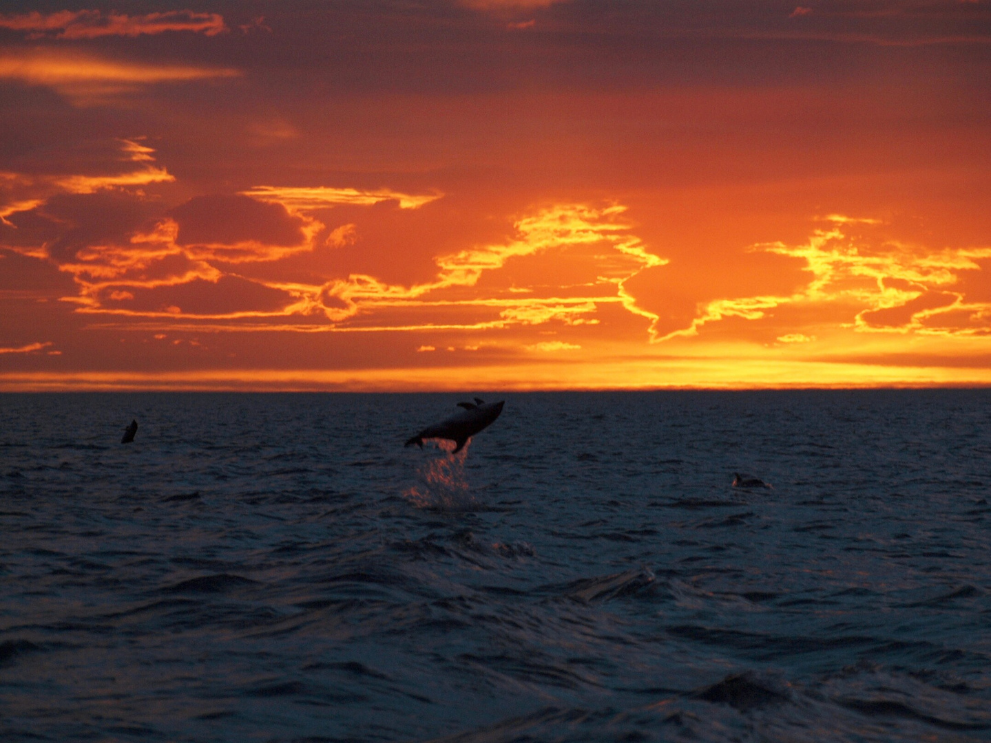 Dolphin at Sunrise