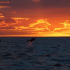 Dolphin at Sunrise