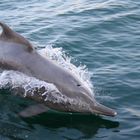 Dolphin at the Telegraph Island