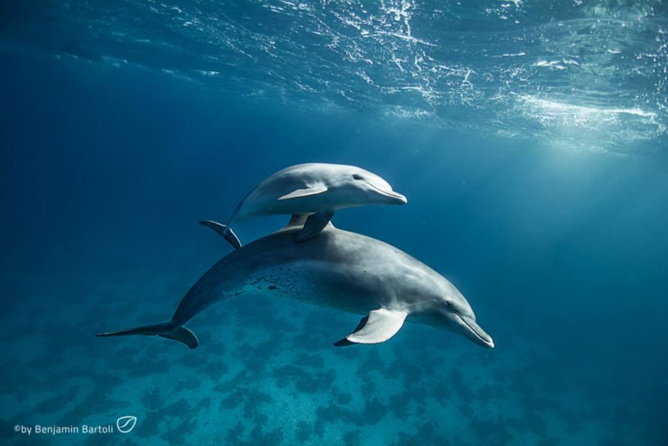 Dolphin & Baby