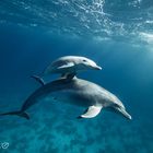 Dolphin & Baby