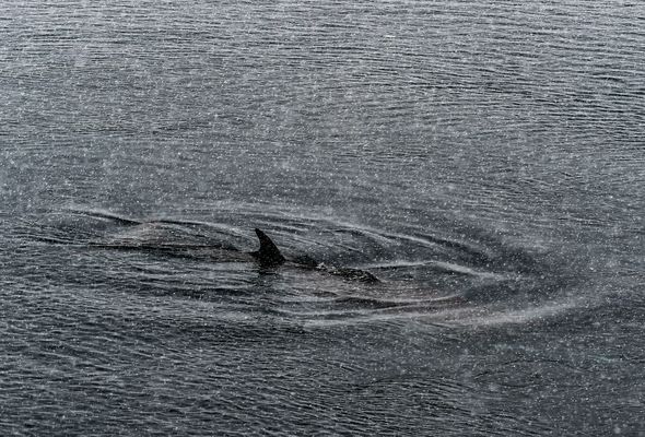 Dolphin bei Schneetreiben. DSC_6989-2
