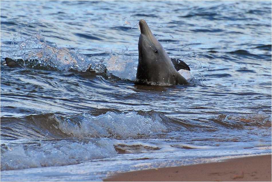 Dolphin close(!) to the beach!