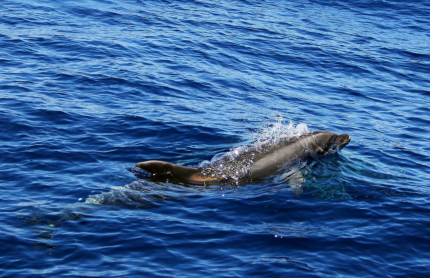 Dolphin Dance