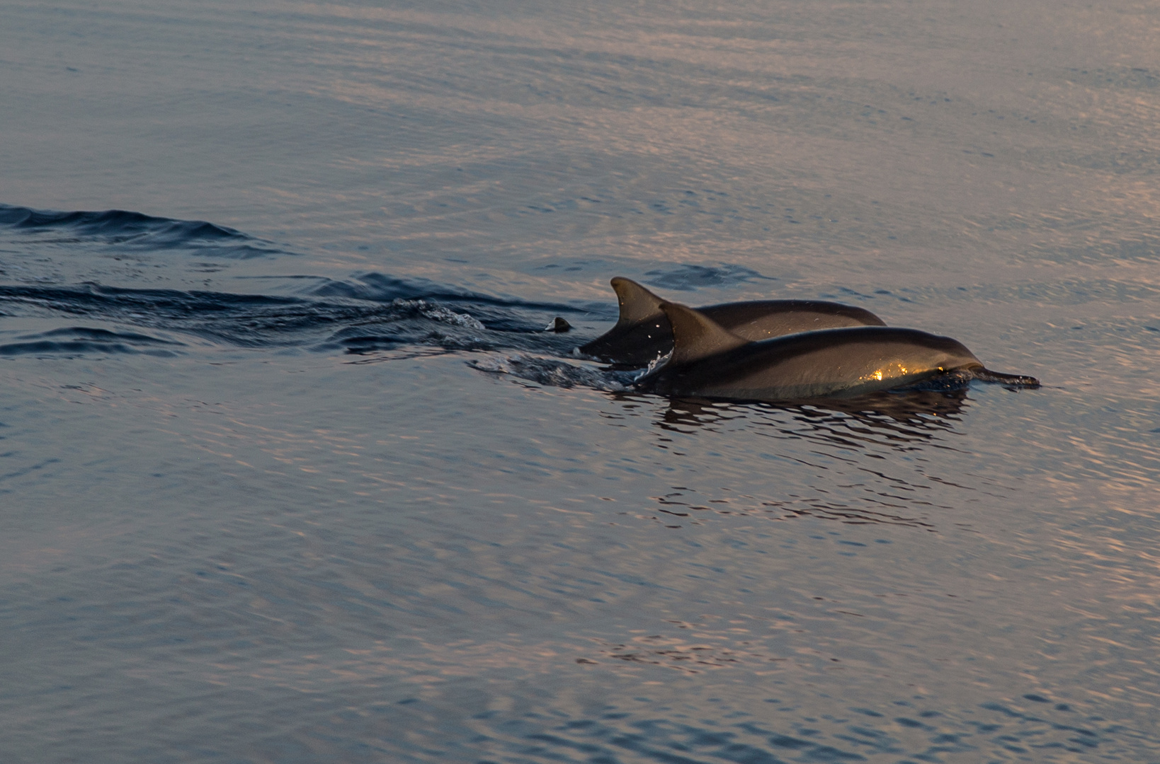 Dolphin family