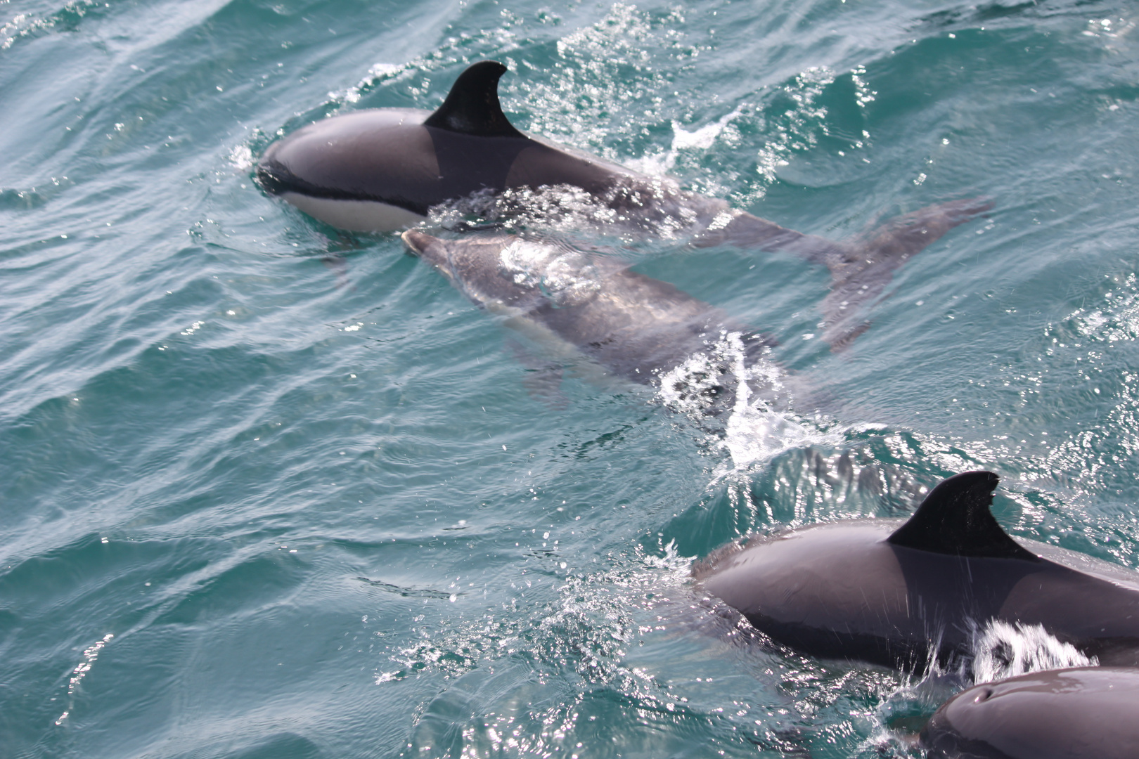 Dolphin Family