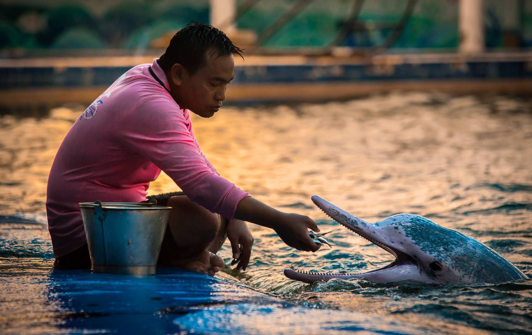 Dolphin Feeding after hours