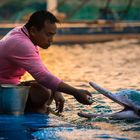 Dolphin Feeding after hours