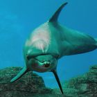 Dolphin greeting in Underwater World Singapore