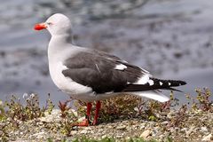 Dolphin Gull