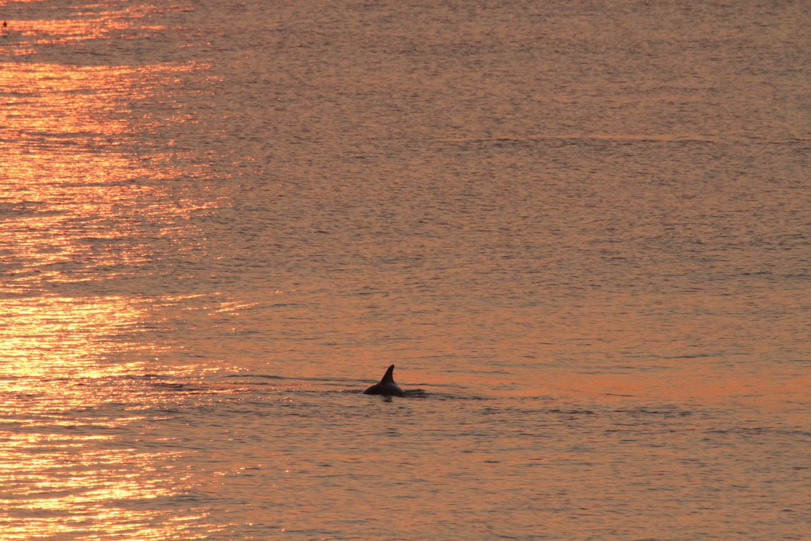 Dolphin in sunrise