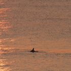 Dolphin in sunrise