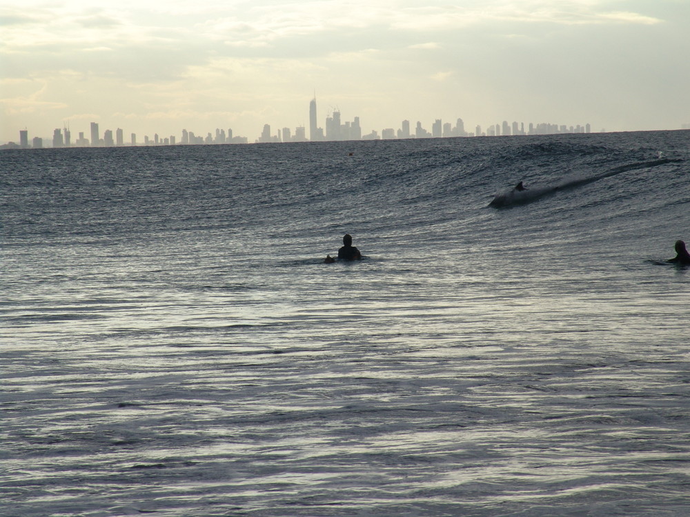 Dolphin in surf with Gold Coast in background