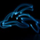 dolphin in the dark