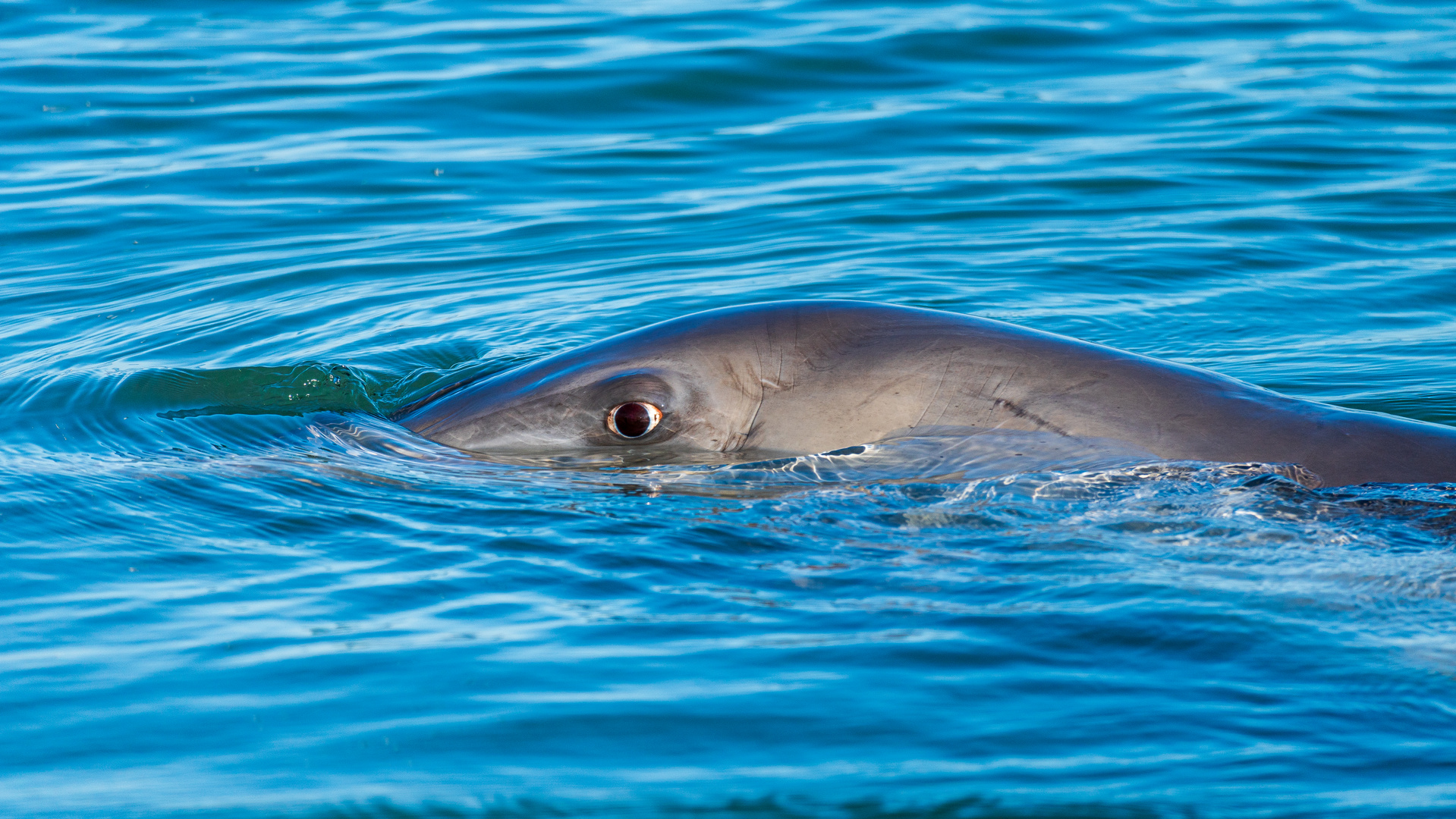 "Dolphin is watching you", Shark Bay, Western Australia