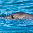 "Dolphin is watching you", Shark Bay, Western Australia