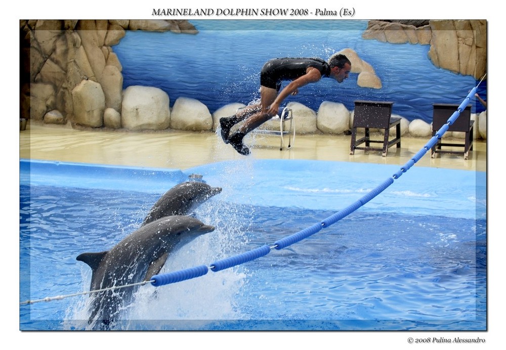 Dolphin show