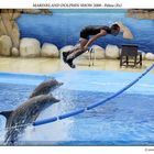 Dolphin show