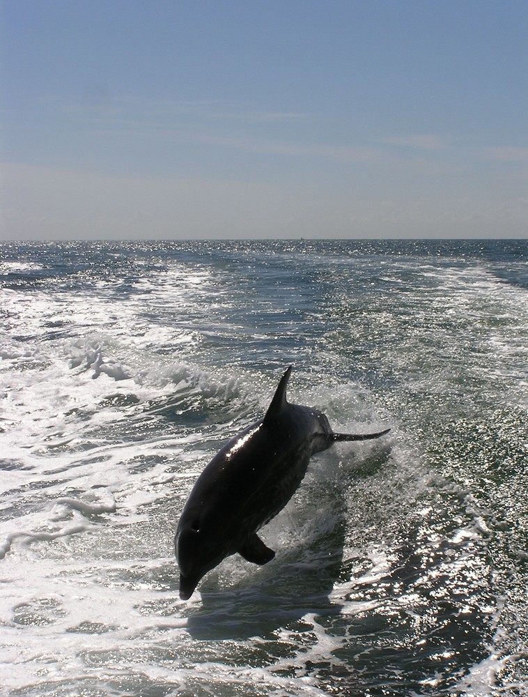 Dolphin watching