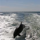 Dolphin watching