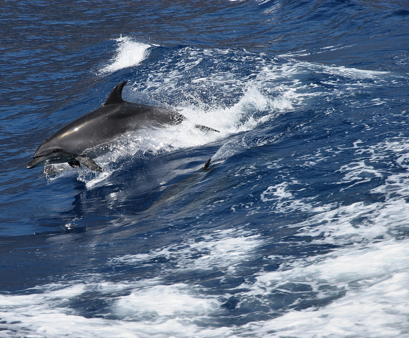 Dolphin watching auf Teneriffa 2