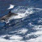 Dolphin watching auf Teneriffa 2