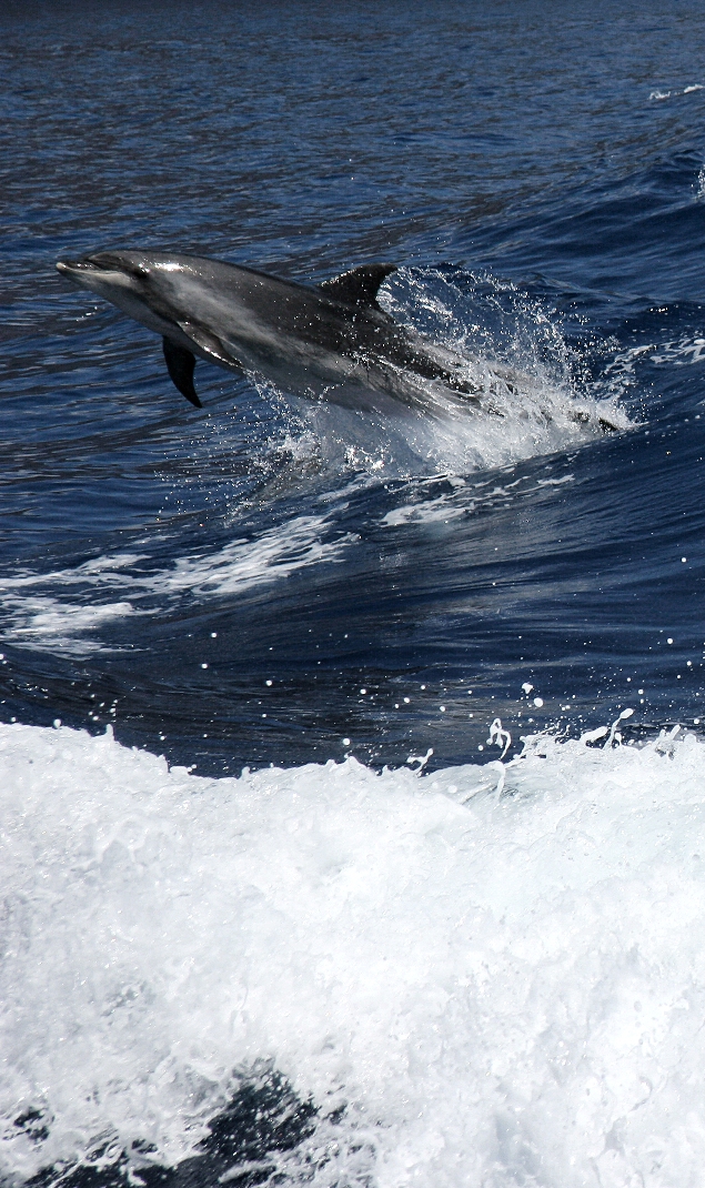 Dolphin watching auf Teneriffa