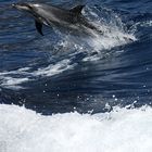 Dolphin watching auf Teneriffa