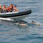 Dolphin Watching