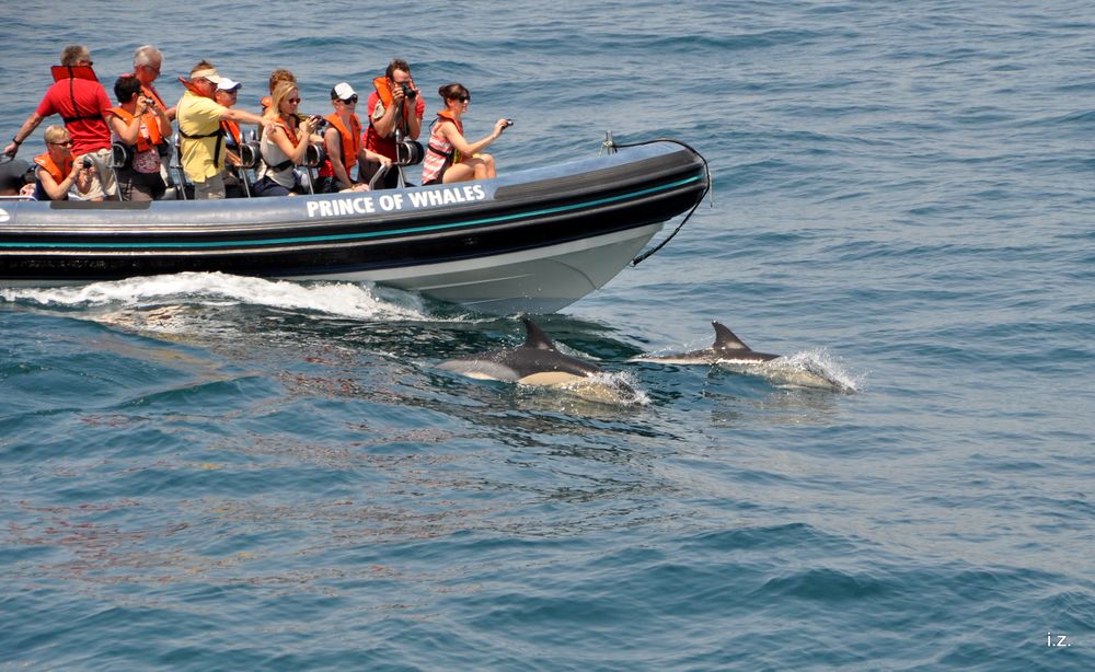 Dolphin Watching