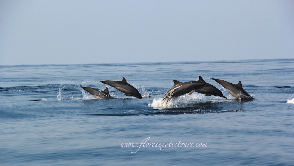 Dolphin watching tours